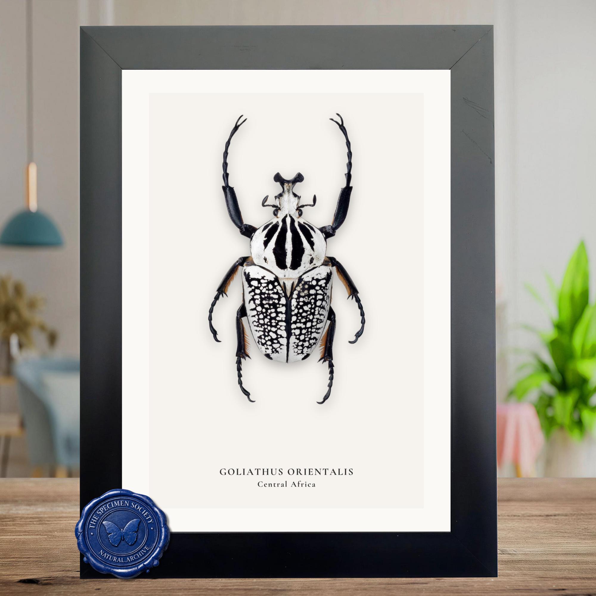 Goliathus orientalis - Etsy 日本