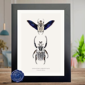 Puede incluir: Una impresión enmarcada con dos ilustraciones detalladas de escarabajos Goliathus Orientalis. El escarabajo superior tiene alas abiertas con tonos azules y morados. El escarabajo inferior se muestra desde arriba. El texto "GOLIATHUS ORIENTALIS Central Africa" está debajo.