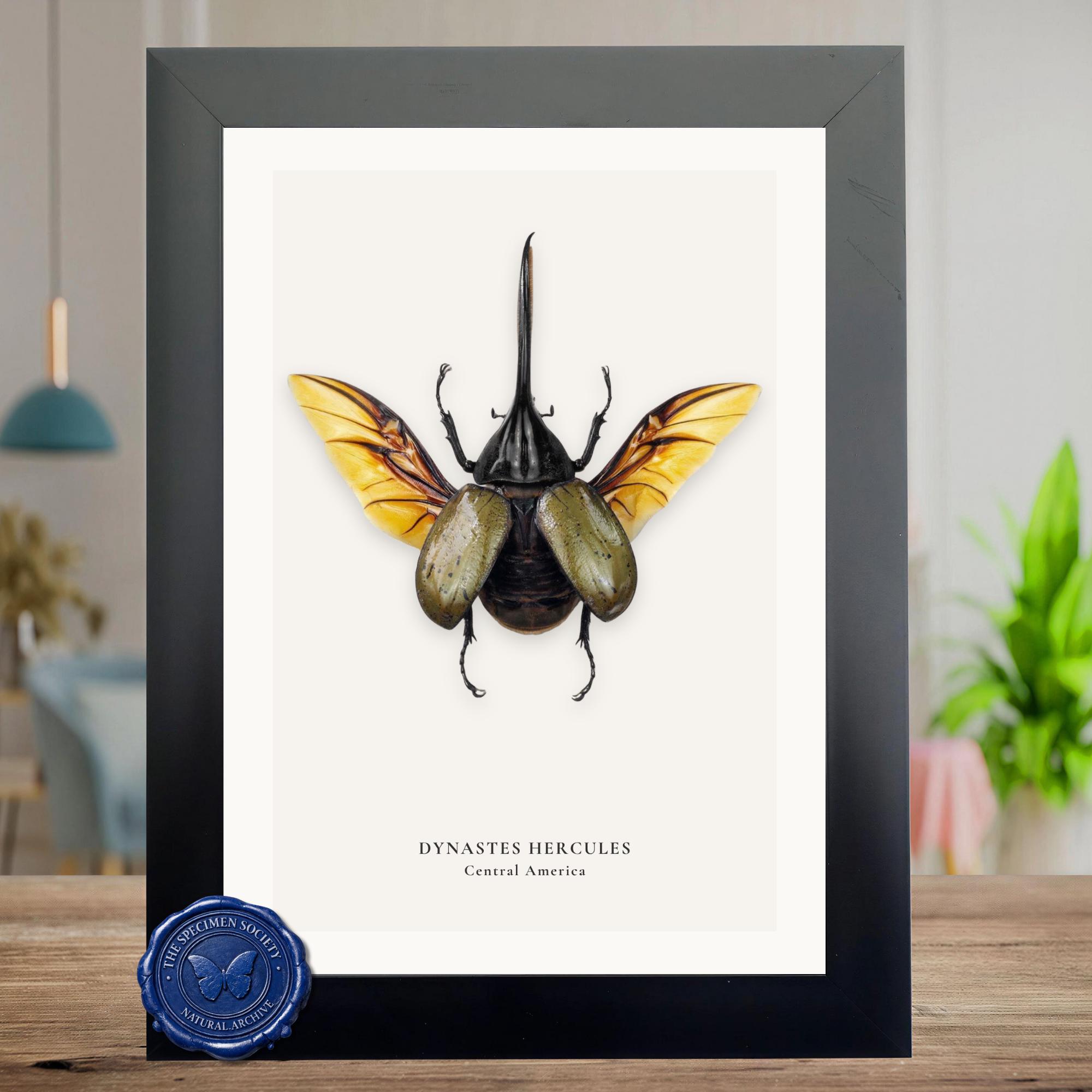 Dynastes hercules - Etsy 日本