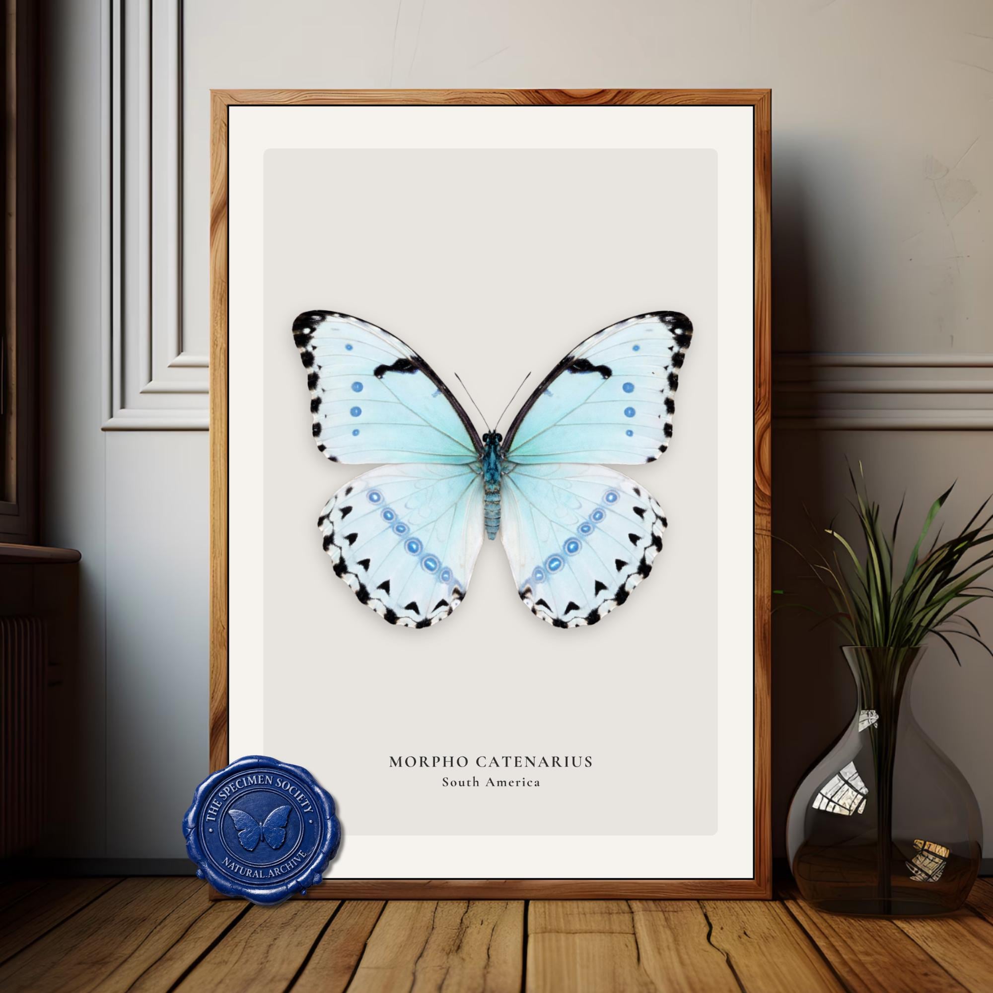 Morpho catenarius - Etsy 日本