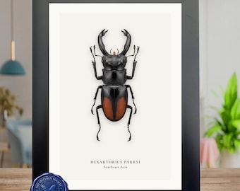 OVERSTOCK: Real Purple Dung Beetle Pair, Enoplotrupes Sharpi - Etsy