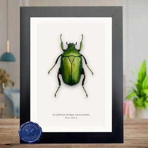 Puede incluir: Impresión enmarcada que presenta una ilustración detallada de un escarabajo verde metálico, Eccoptocnemis gracilipes, de África Occidental. La impresión está sobre un fondo blanco y enmarcada en negro. Un sello de cera azul con texto es visible en la esquina inferior izquierda.