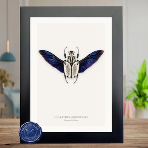 Puede incluir: Impresión enmarcada con un espécimen de escarabajo Goliathus Orientalis. El escarabajo tiene un cuerpo blanco y negro con patrones intrincados y alas azules vibrantes. La impresión está en un marco negro, con texto: "GOLIATHUS ORIENTALIS Central Africa."