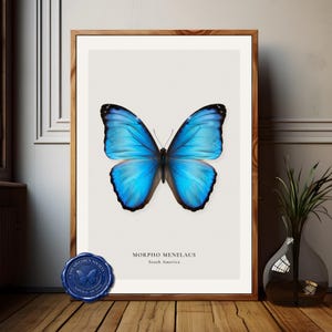 May include: A framed print of a Morpho menelaus butterfly, showcasing vivid blue wings with black borders. The print is set against a neutral backdrop and includes the text "Morpho Menelaus, South America". The frame is wooden.