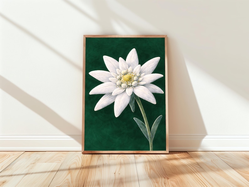 Minimalist Edelweiss Poster | White Flower Poster | Modern Floral Art ...