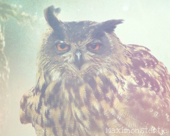 Items similar to Dreamy Owl Photography - soft colors blue pink