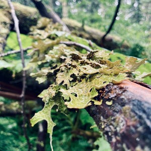 May include: Close-up of a tree branch covered in light green lichen. The lichen has a textured, leafy appearance with water droplets. The background is blurred, showing a green forest.