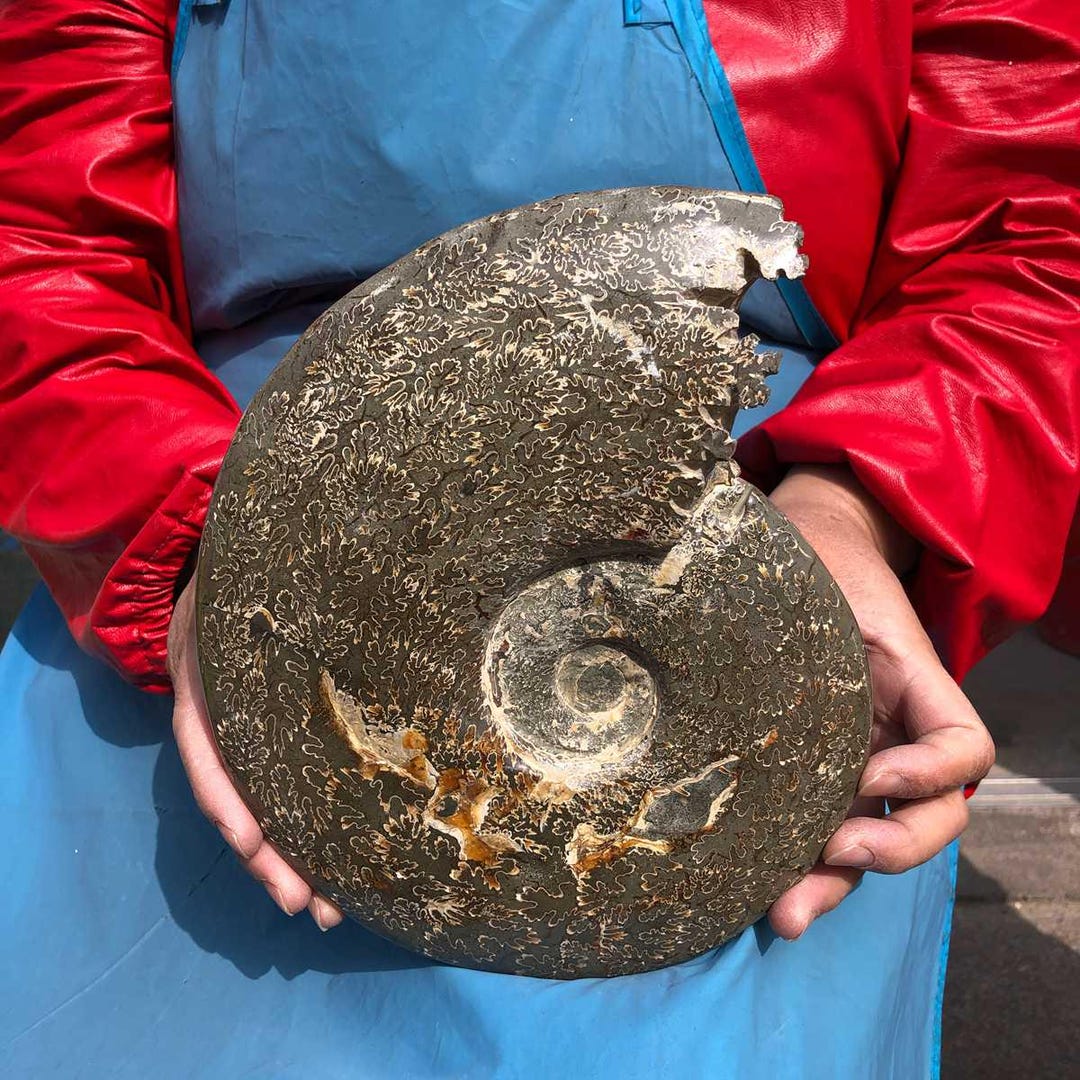 4.88LB Natural Ammonite Fossil, Ancient Sea Shell Specimen, Jurassic ...