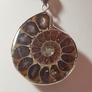 Ammonite Ammolite Fossil Sterling Silver Reversible Pendant