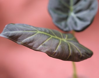 Rizomi/cormi di Alocasia Regal Shield