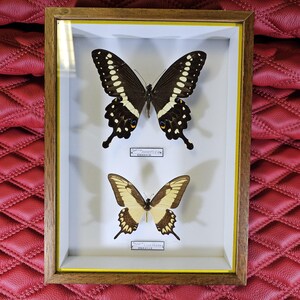 Peut inclure: Présentation encadrée de deux papillons. Le papillon supérieur est noir avec des marques blanches et jaunes, tandis que le papillon inférieur est beige et marron. Chaque papillon est étiqueté. Le cadre est en bois avec un bord jaune.