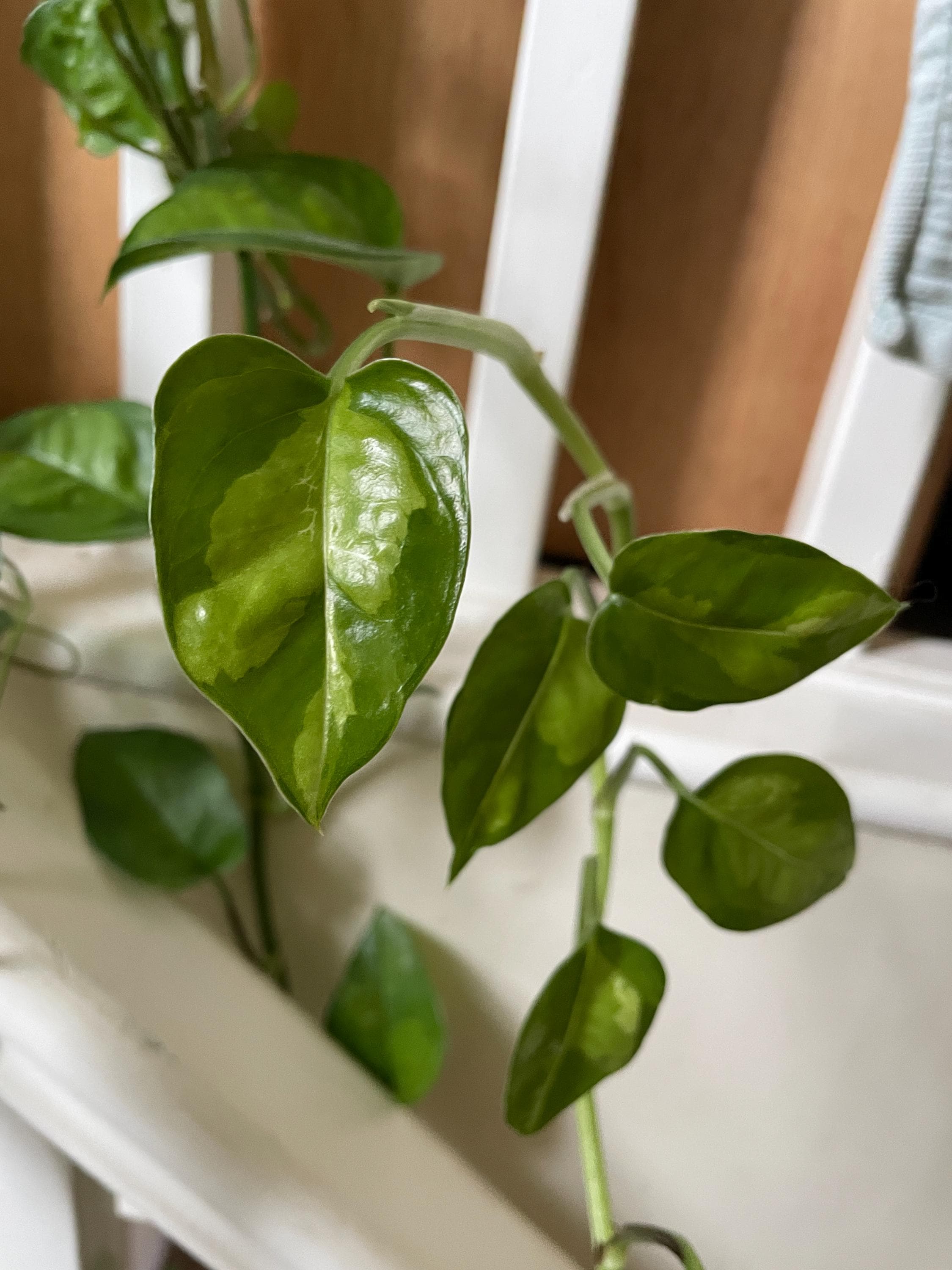 Manjula pothos - Etsy 日本
