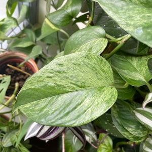Puede incluir: Primer plano de una planta verde vibrante con hojas grandes y abigarradas. Las hojas muestran una mezcla de patrones verdes claros y oscuros. También se ven otras plantas con hojas verdes y moradas.