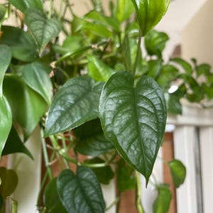 Può includere: Primo piano di una pianta verde lussureggiante con foglie a forma di cuore. Le foglie hanno una superficie strutturata e una lucentezza lucida, con venature visibili. La pianta sembra essere una varietà rampicante o sospesa, con steli e altre foglie sullo sfondo.