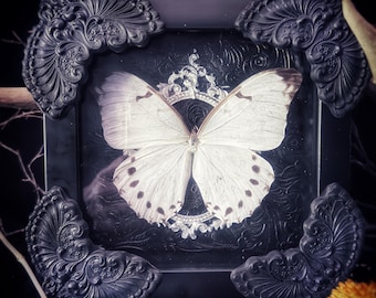 Farfalla sussurrante di fantasmi