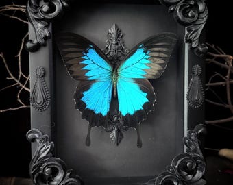 Blue Velvet Butterfly