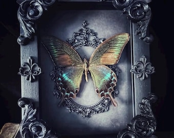 Real Butterfly Framed Art: Fae Dust, Black Ornate Frame (5x7in.)