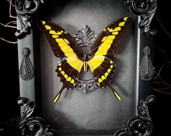 King Yellow Swallowtail Butterfly