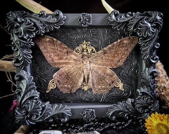 Schwarze Hexe Motte Männchen