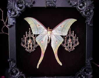 Luna Moon Moth