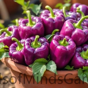 Peut inclure: Un grand pot en terre cuite débordant de poivrons violets vibrants, chacun doté d'une peau brillante et d'une tige vert vif. Les poivrons sont regroupés avec de petites feuilles vertes intercalées. Le texte SeedsOfMindsGarden est visible.