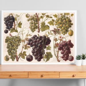 Könnte beinhalten: Ein gerahmter Druck mit einer Vintage-Botanikanzeige verschiedener Traubensorten. Das Kunstwerk zeigt Trauben von grünen, lila und roten Trauben mit Blättern und Ranken. Der Druck befindet sich auf einem Holztisch mit kleinen Topfpflanzen.