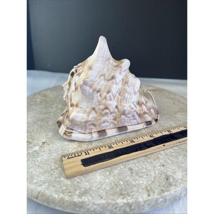 May include: A large, spiraled seashell with a cream-colored base and brown mottled patterns. The shell is positioned next to a wooden ruler that shows the object is approximately 4 inches wide at its base, displaying natural textures and ridges.