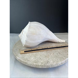 May include: A large, off-white conch shell with a smooth, tapered spiral shape. A wooden ruler is placed alongside the shell, indicating a length of approximately 6 inches from the base to the tip of the shell's elongated opening.