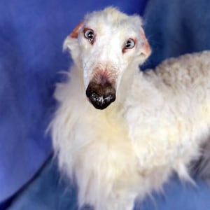 May include: A Borzoi dog with long, white, wavy fur, a slender elongated snout, and a dark nose. The dog has light-coloured eyes and is positioned facing forward, displaying a lean build and a soft, textured coat covering its head and body.