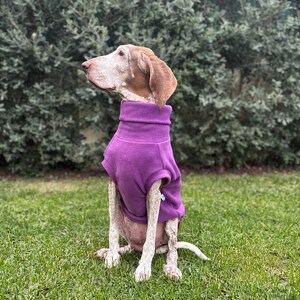 May include: A dog wearing a purple turtleneck sweater sits on green grass in front of a hedge. The dog has brown and white fur. The sweater is a solid, vibrant purple color and fits snugly around the dog's neck and body.