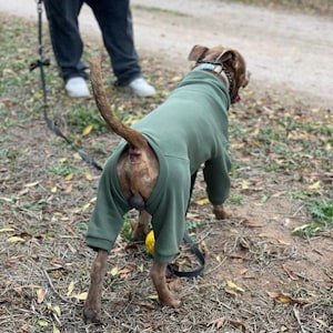 May include: A brown dog wearing a green jumpsuit, walking on a dirt path. The dog is on a leash and has a collar. The dog's tail is up. A person is standing in the background.