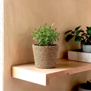 May include: A small potted plant with vibrant green leaves sits in a woven, beige-colored pot. The pot is placed on a light-colored wooden shelf against a neutral-toned wall. Another plant is visible in the background.