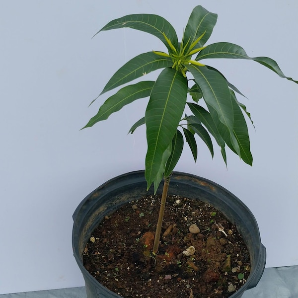 Plántula de mango Banganapalli – Fruta india dulce y sin fibra (60-90 cm)