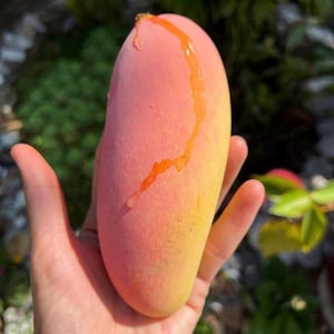 May include: A ripe mango, held in a hand, displays a gradient of colors from yellow to pink. The fruit has a smooth surface with a streak of orange liquid. The background is blurred, with green foliage visible.