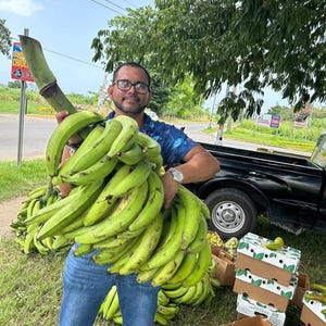 May include: A person holding a large bunch of green plantains. The plantains are a vibrant green color and are being held in front of the person. Cardboard boxes filled with plantains are stacked nearby.