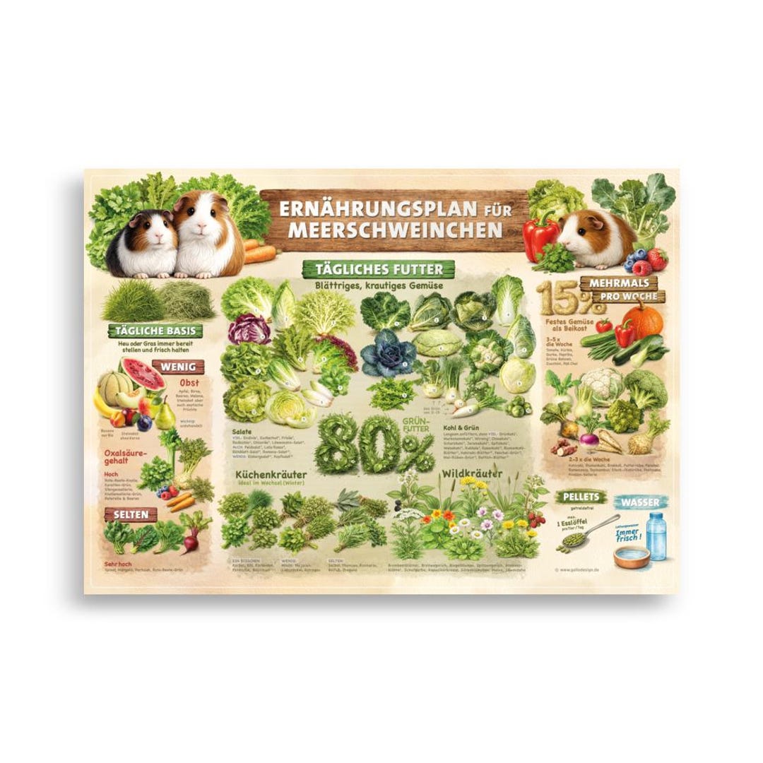 Poster on Guinea Pig Nutrition, 70 X 50 Cm, German - Etsy