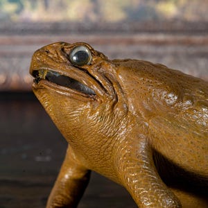 May include: A detailed, close-up view of a brown frog sculpture with a textured, leathery appearance. The frog has a wide mouth, visible teeth, and large, reflective eyes. The sculpture's skin has a bumpy texture, and the overall design is realistic.