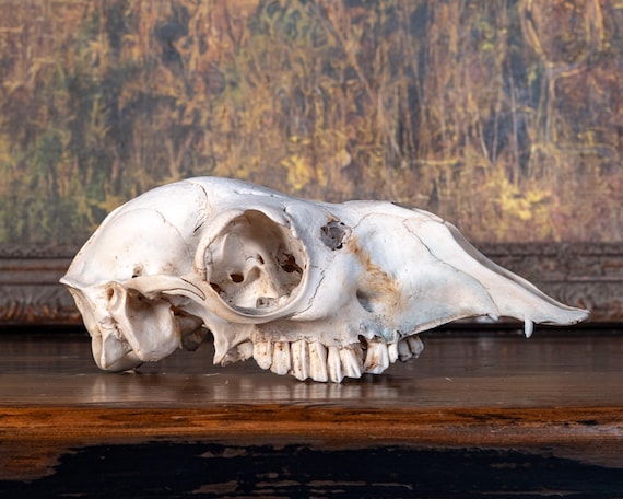 Real Alpaca Skull - Nature Cleaned - #2 - Etsy