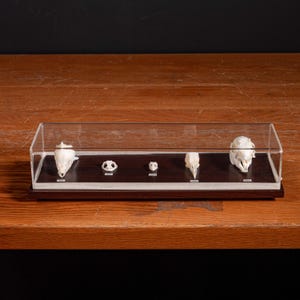 May include: A display case with five animal skulls. The skulls are white and vary in size and shape, each with a small label. The case has a clear top and sits on a dark wooden base, displayed on a wooden table.