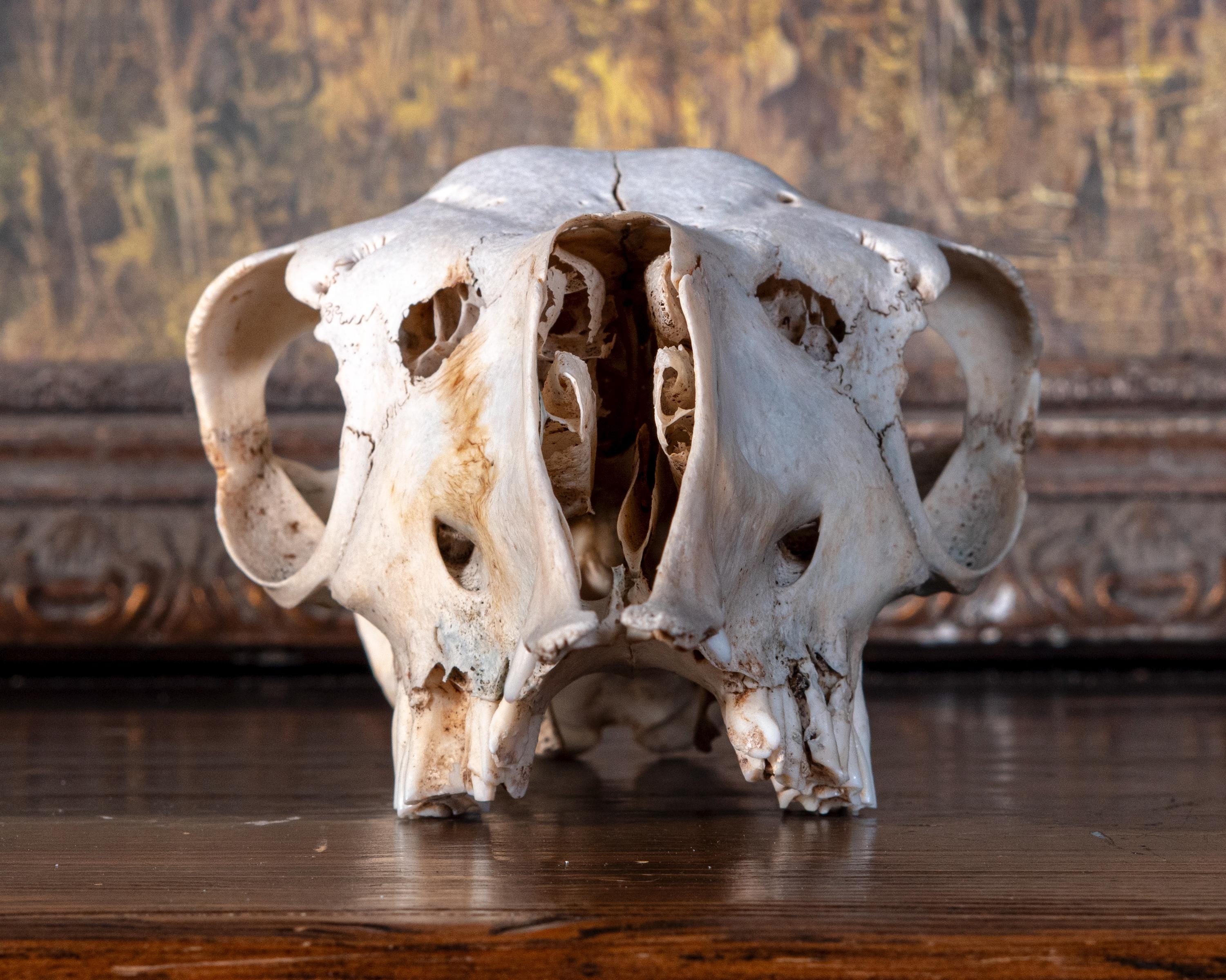 Real Alpaca Skull - Nature Cleaned - #2 - Etsy