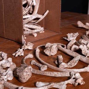 Box of Bones - Movie/Film Prop Fake Bones Variety bild 6