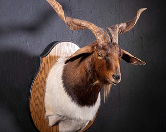 Catalina Goat Mount - Vintage Grade A Taxidermy
