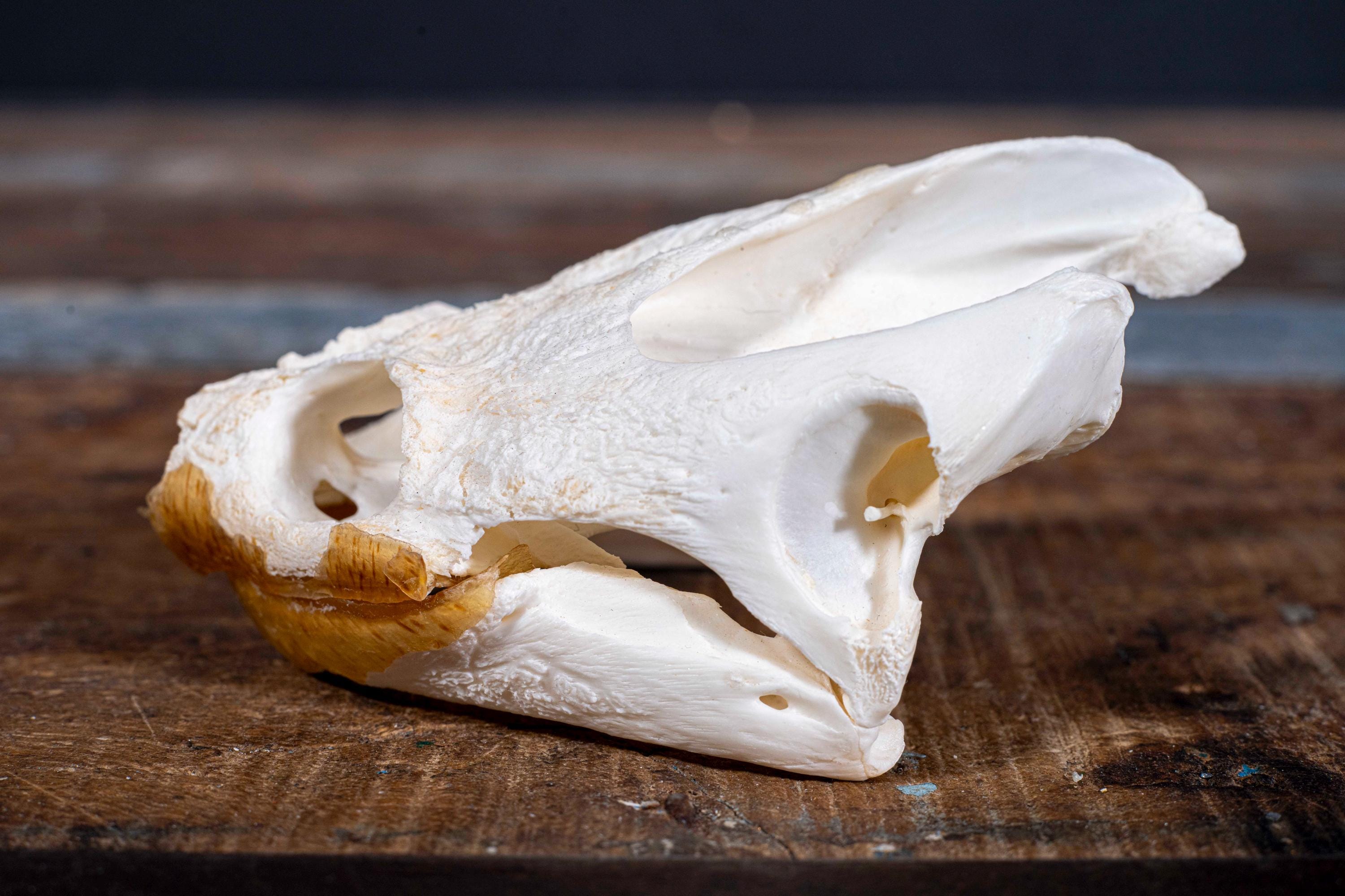Real Snapping Turtle Skull - Etsy