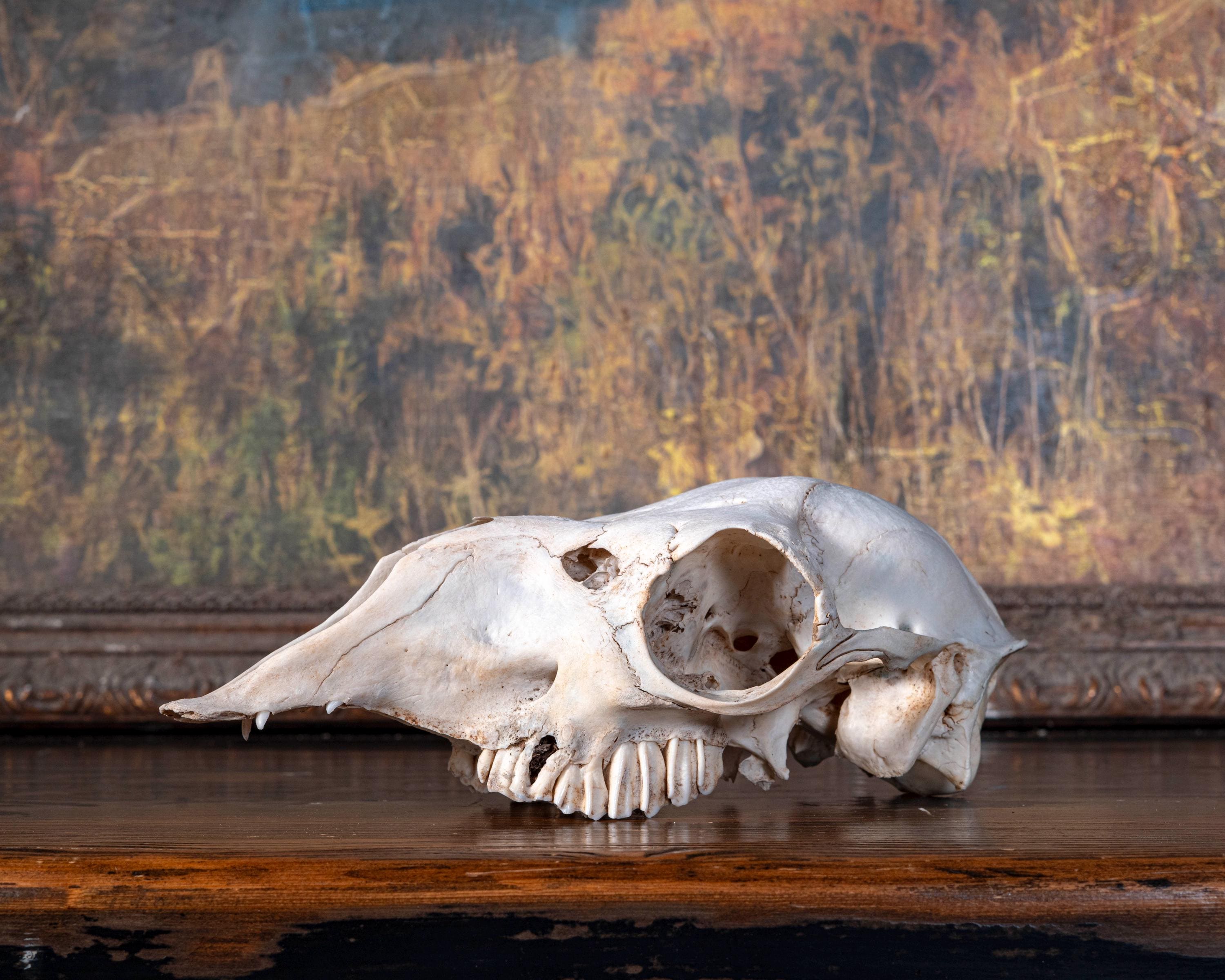Real Alpaca Skull - Nature Cleaned - #2 - Etsy