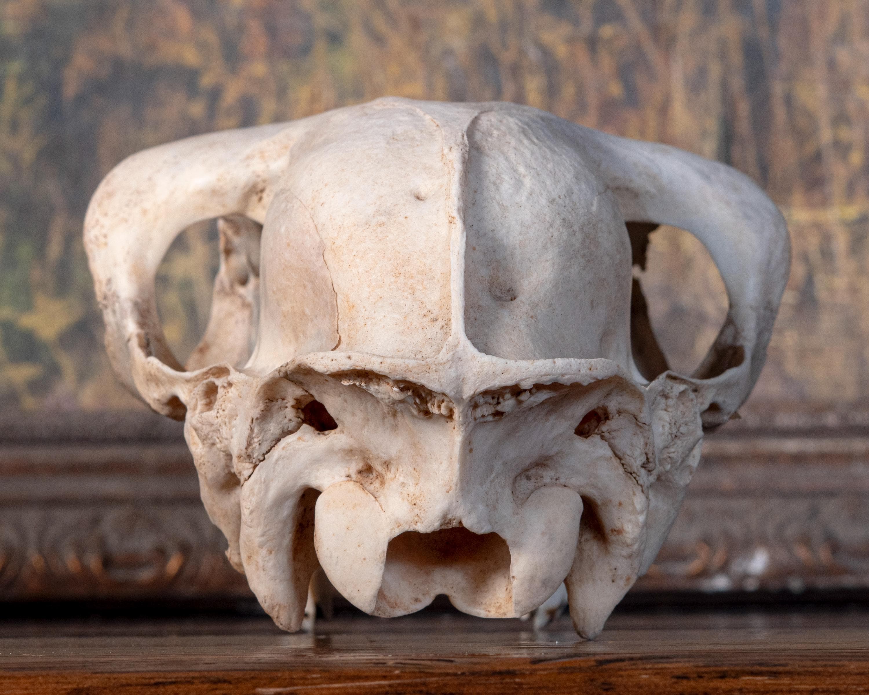 Real Alpaca Skull – Nature Cleaned, Fangs - Etsy