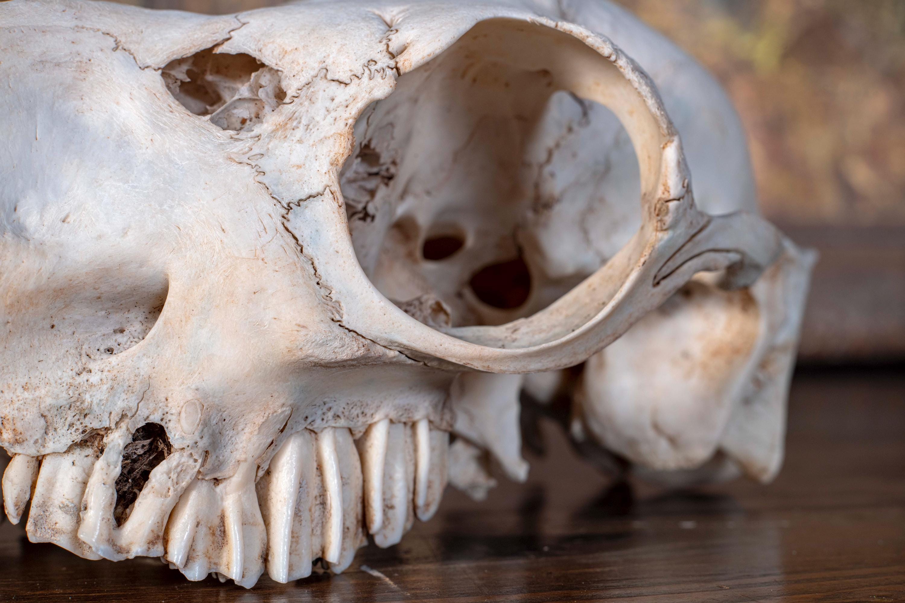 Real Alpaca Skull - Nature Cleaned - #2 - Etsy