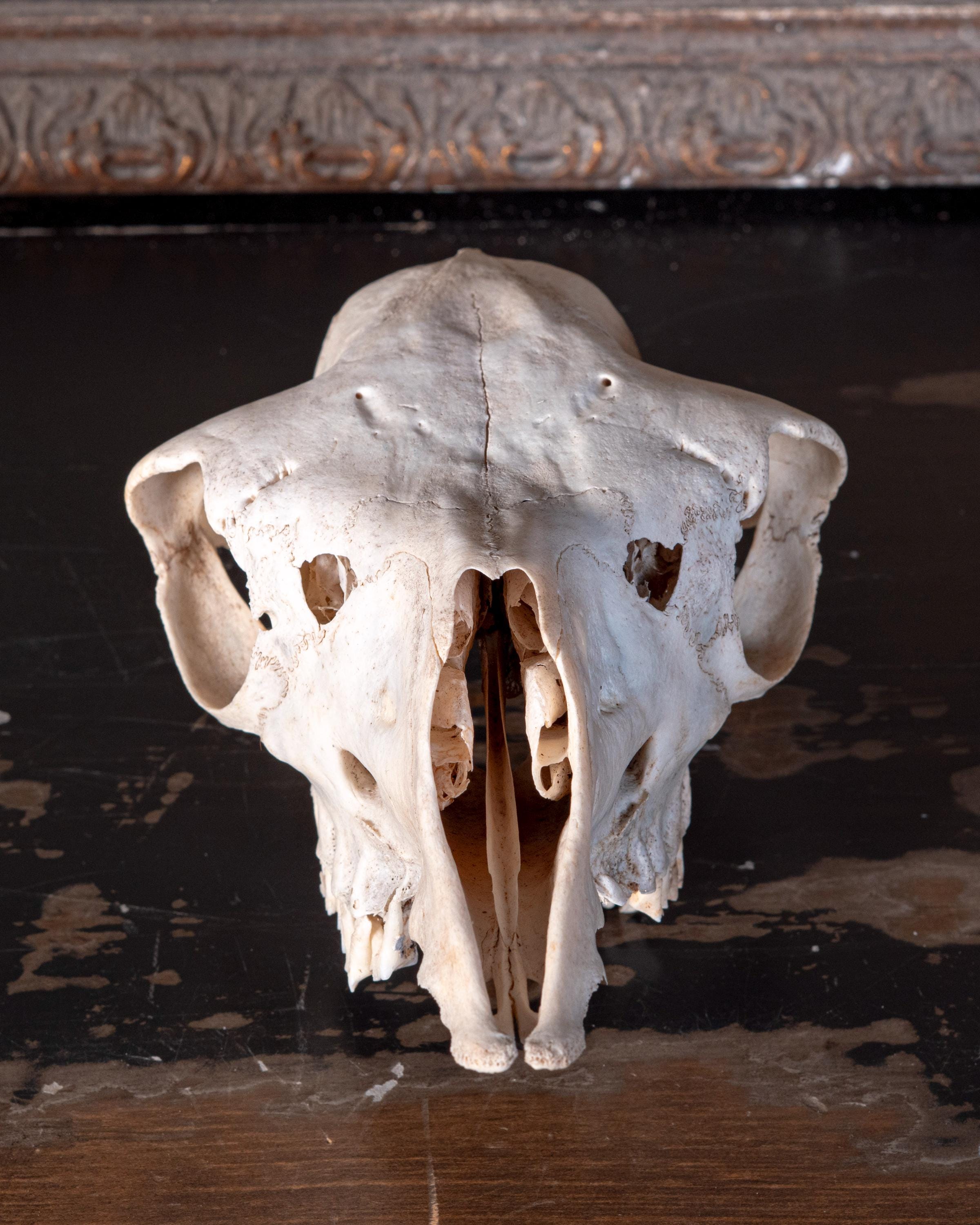 Real Alpaca Skull – Nature Cleaned, Fangs - Etsy