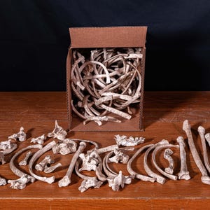 Box of Bones - Movie/Film Prop Fake Bones Variety bild 3