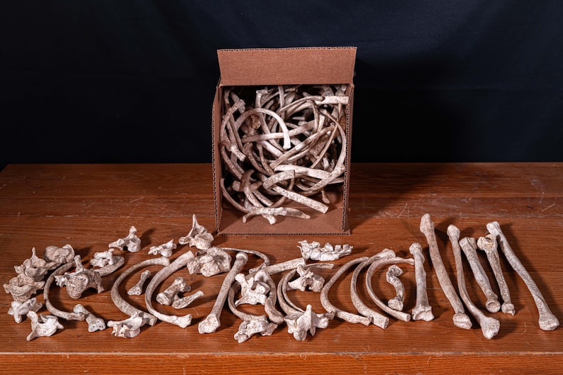Box of Bones - Movie/Film Prop Fake Bones Variety bild 3