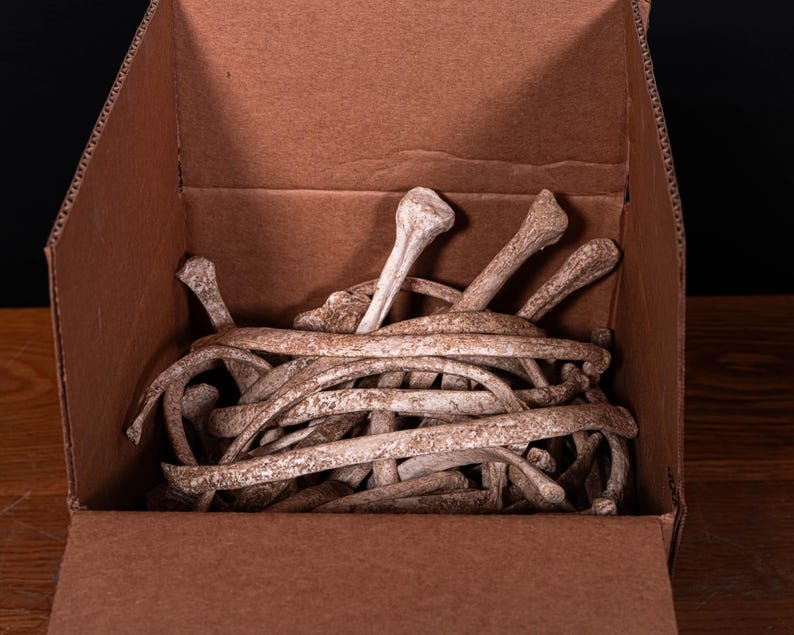 Box of Bones - Movie/Film Prop Fake Bones Variety bild 8